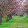 桜並木