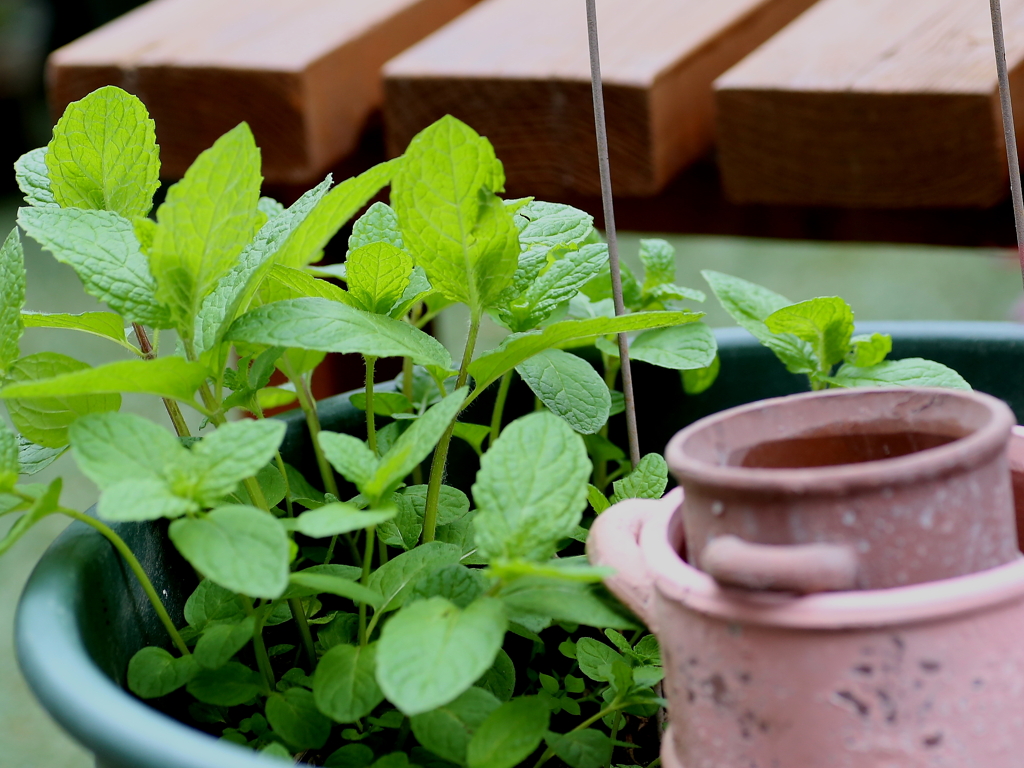 spearmint