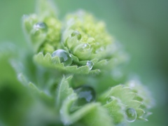 Alchemilla mollis