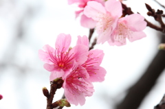 灰桜紅桜