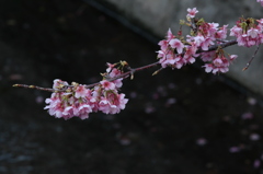 川桜と花弁