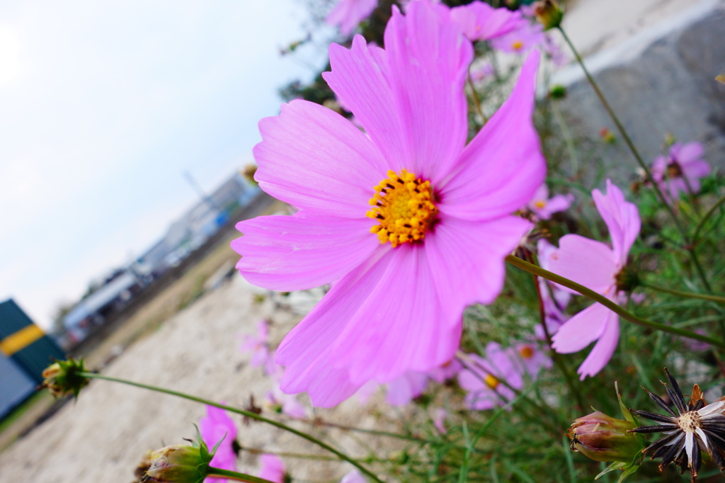 秋桜