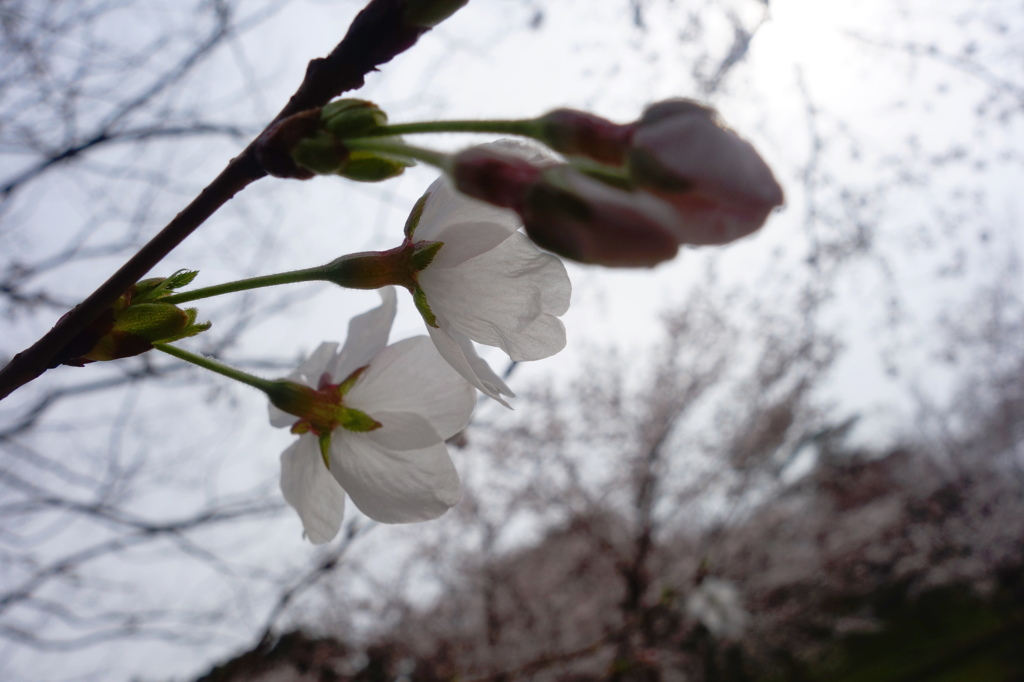 桜