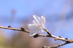 冬の桜