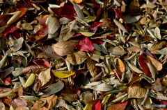 fallen leaves