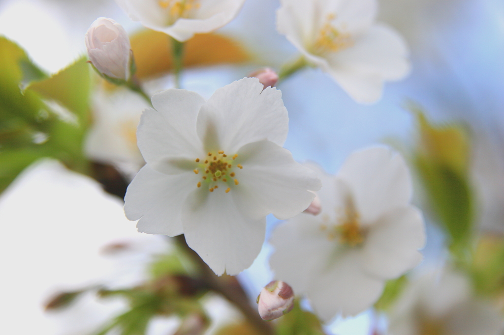SakuraⅡ