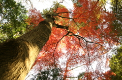 紅空