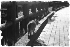 明日へ