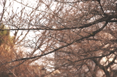 桜の木の下