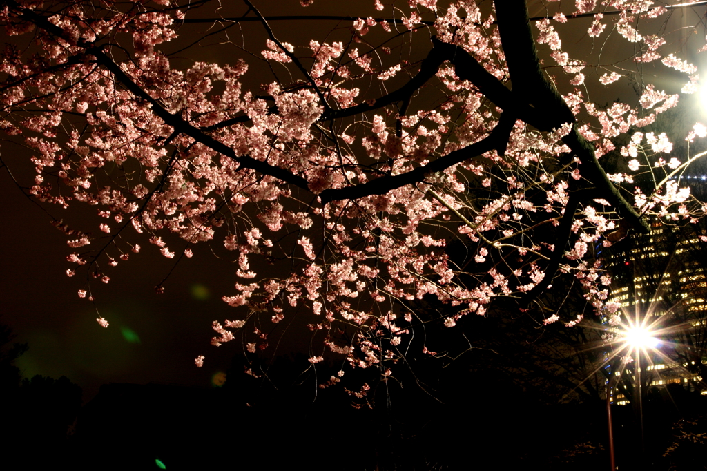 夜桜見物