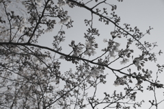 桜便り(上野編)・・・〔其の壱〕