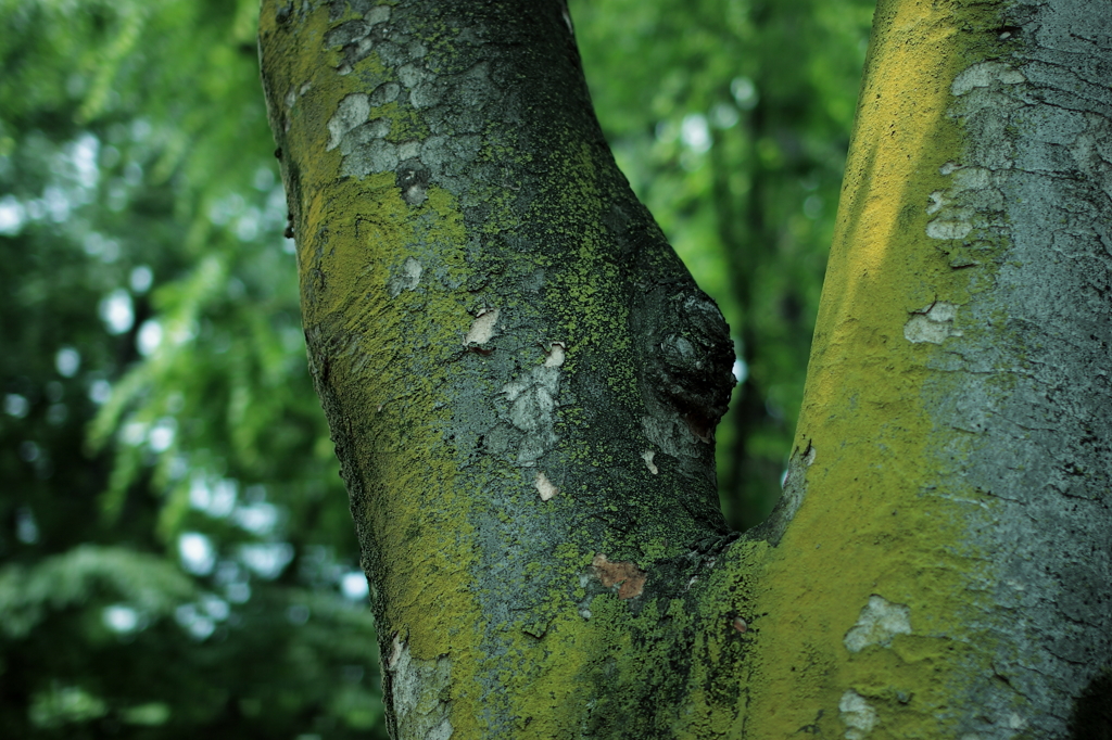 GREEN