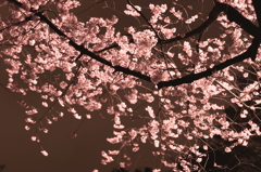 夜桜