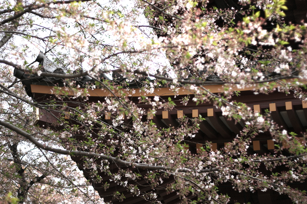 葉桜