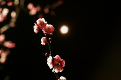 MOON LIGHT
