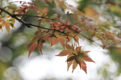 衣替え