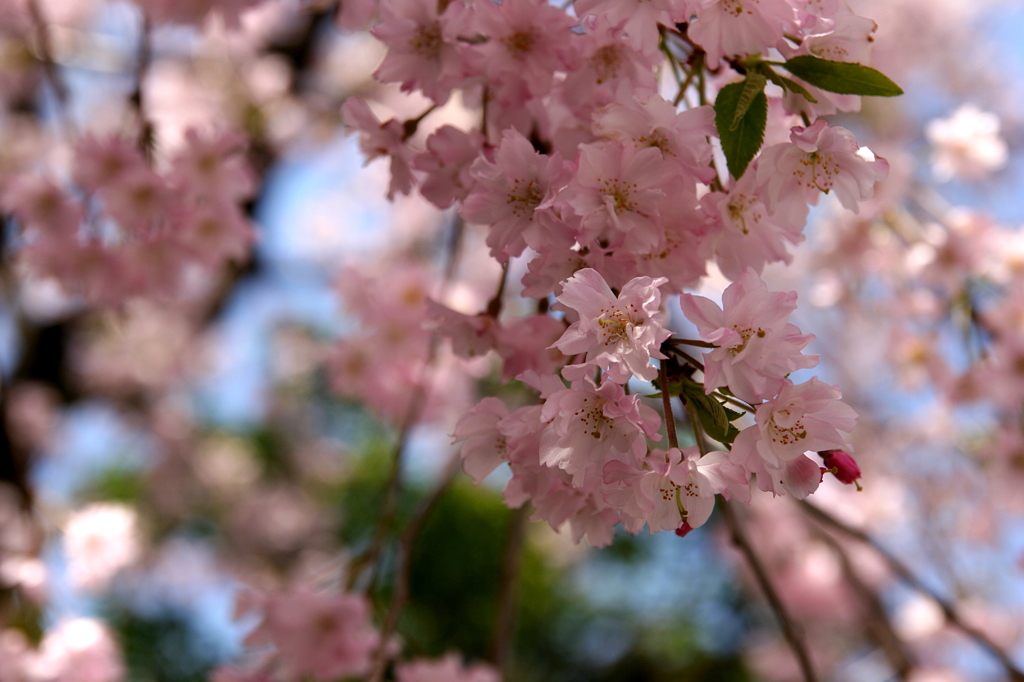 SakuraⅢ