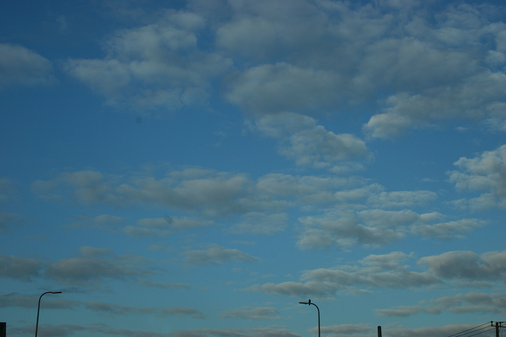 冬空のカラス