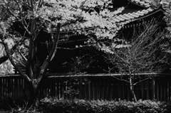 桜...散り行く