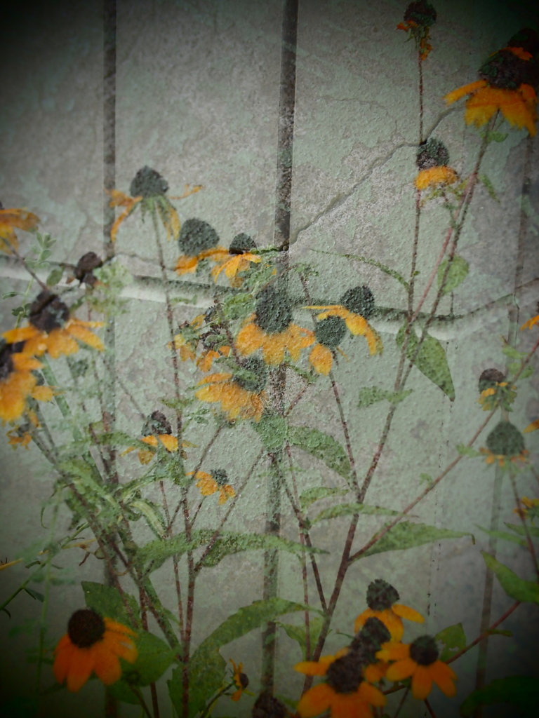 wall