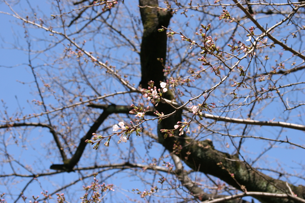 開花