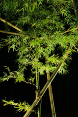 竹