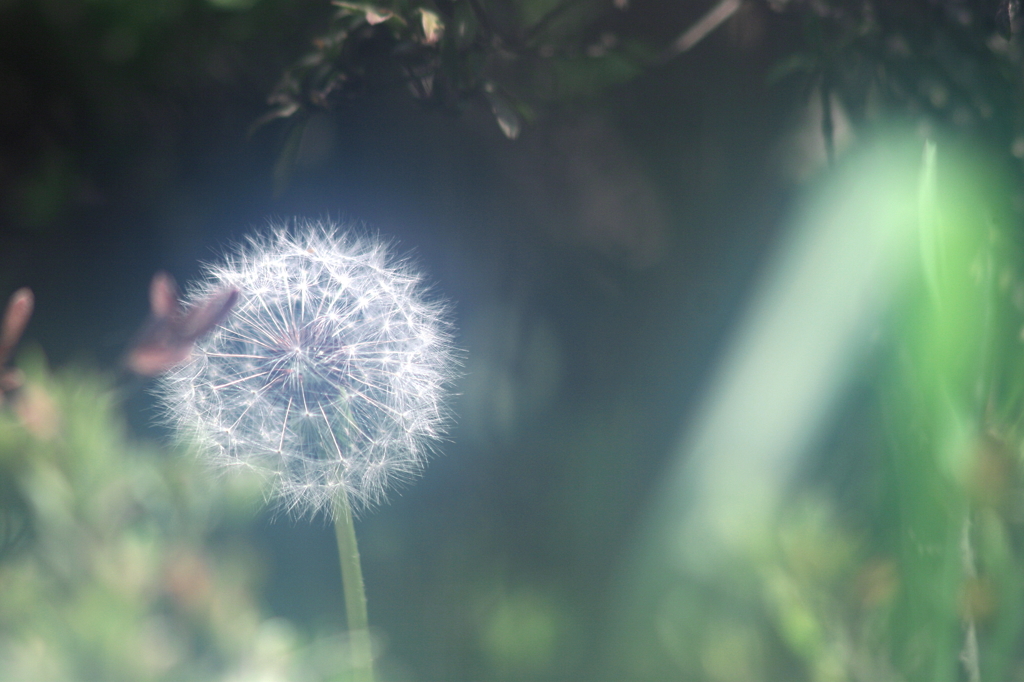 やさしい日差しの中に