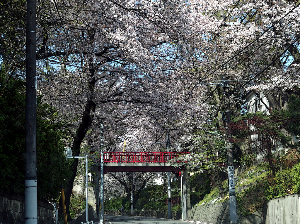 桜坂