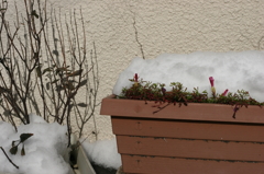 積雪
