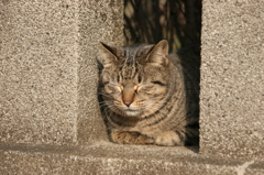 カモフラージュ