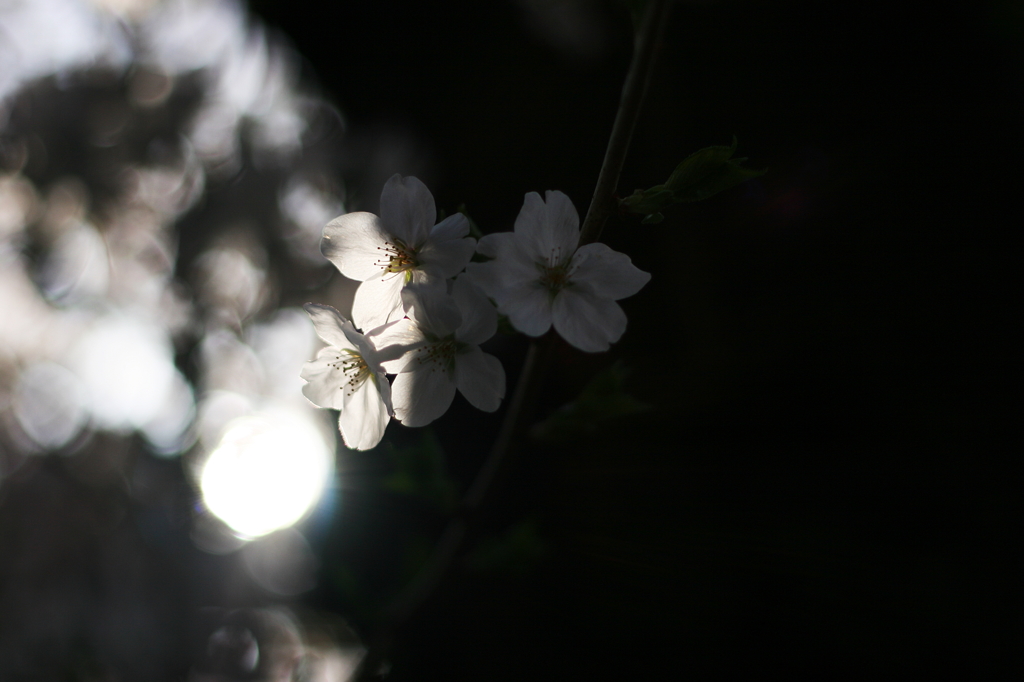 SakuraⅠ