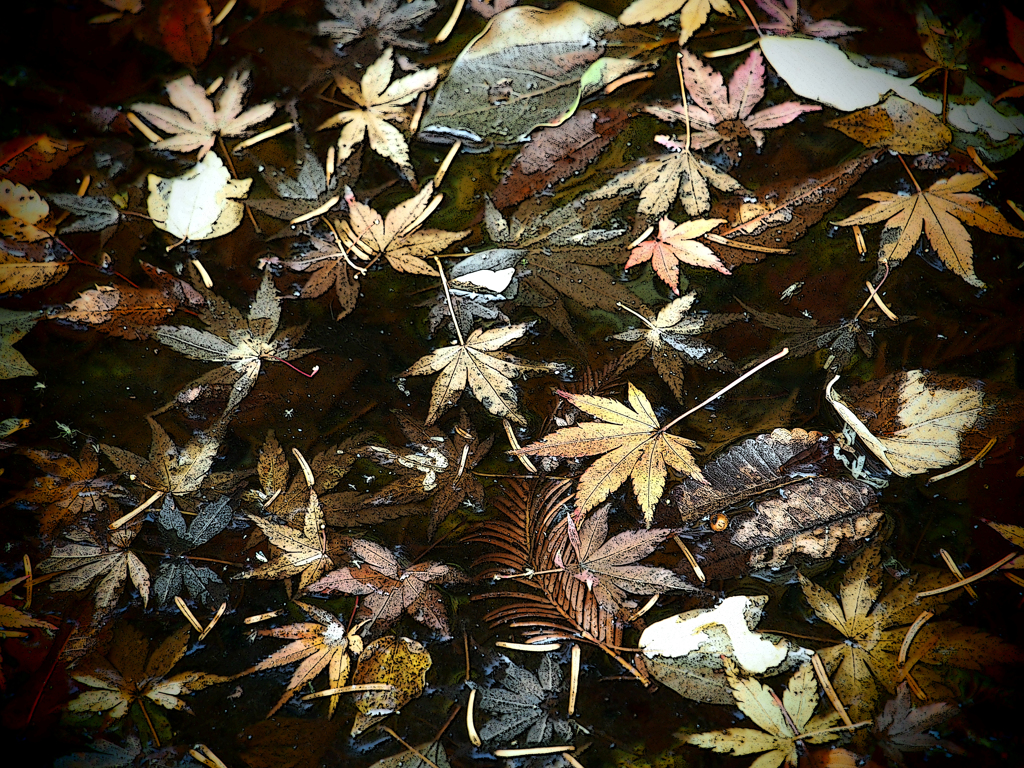 落ち葉
