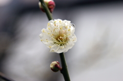 梅雫
