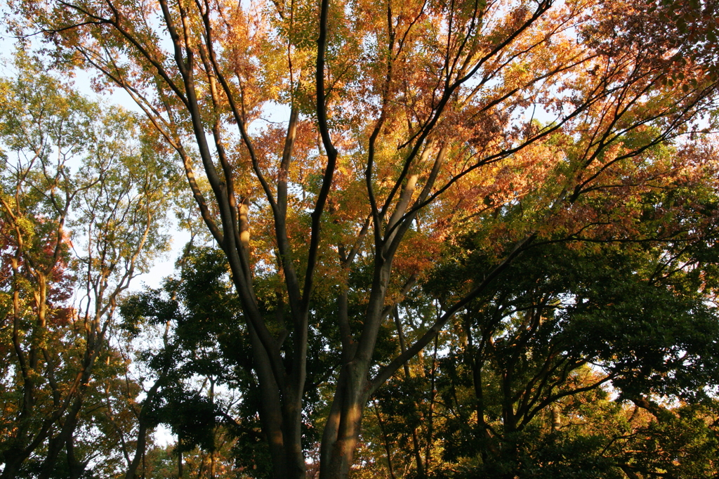 紅葉
