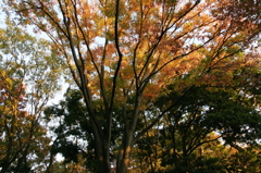 紅葉