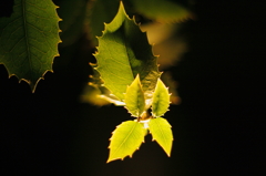 leaf
