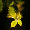 leaf