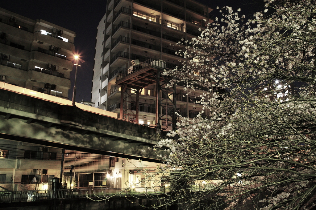 夜桜