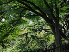 松と楓
