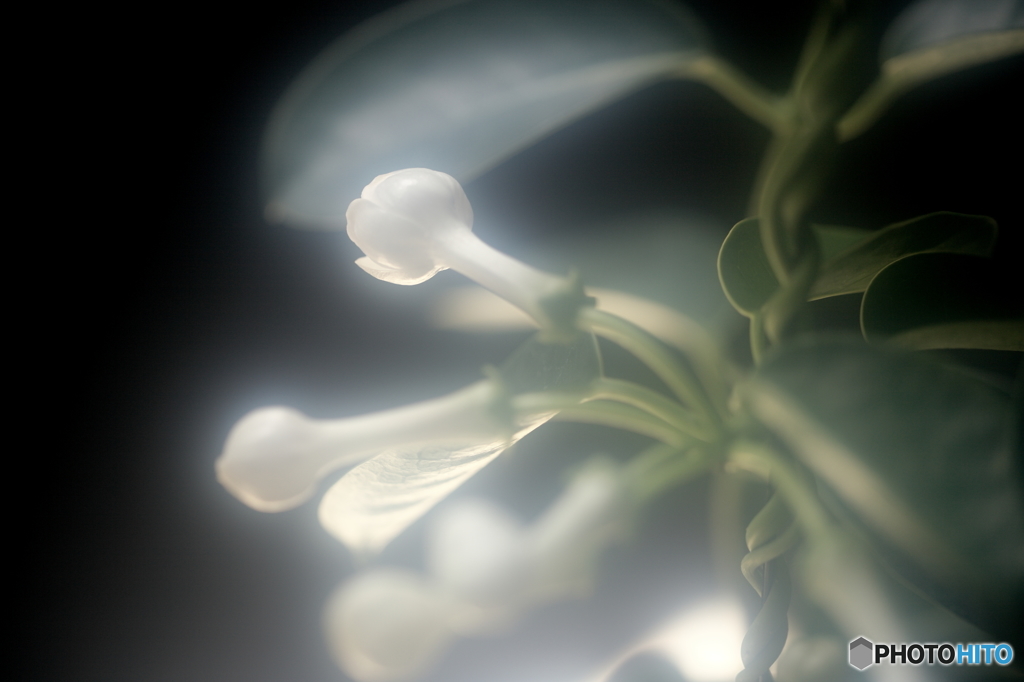 ～母の日～