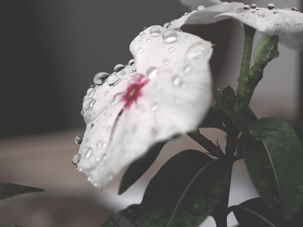 雨にもマケズ...