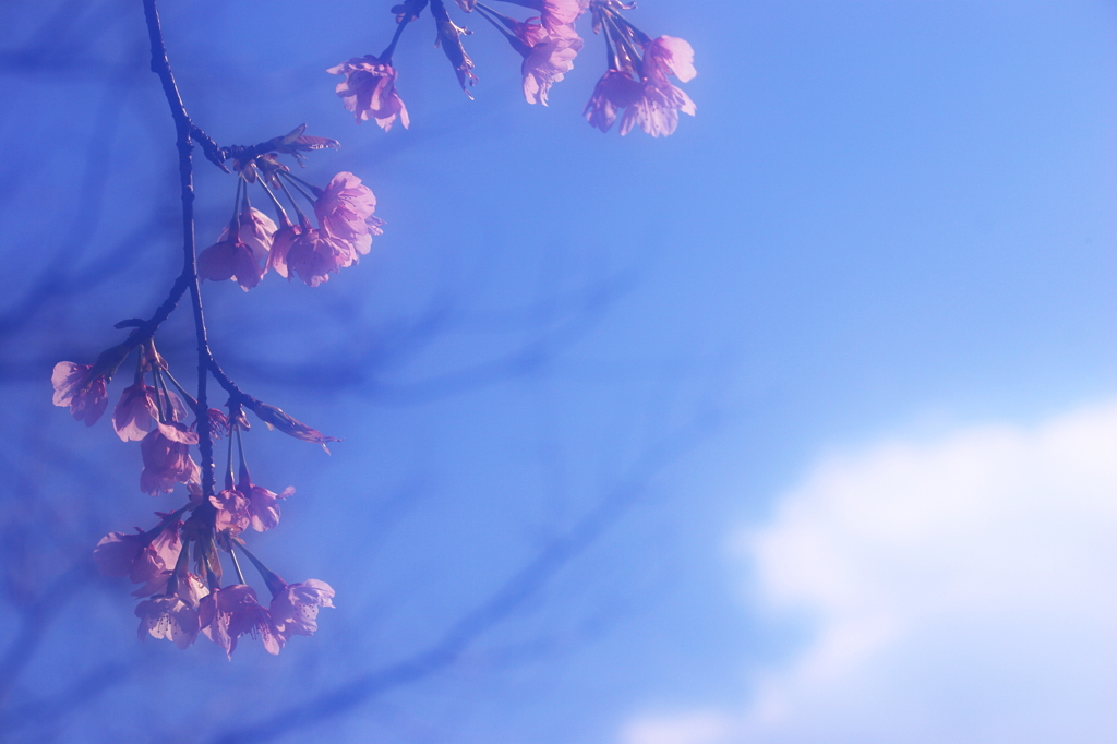 晴れ 時々 桜
