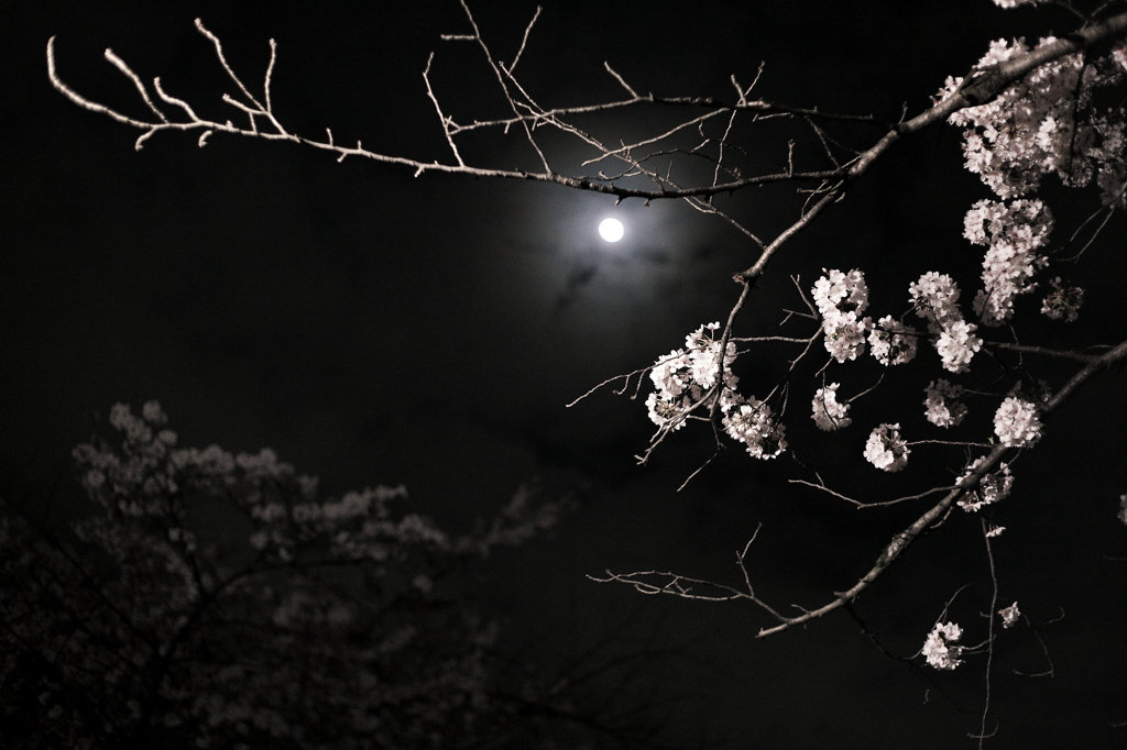 夜桜