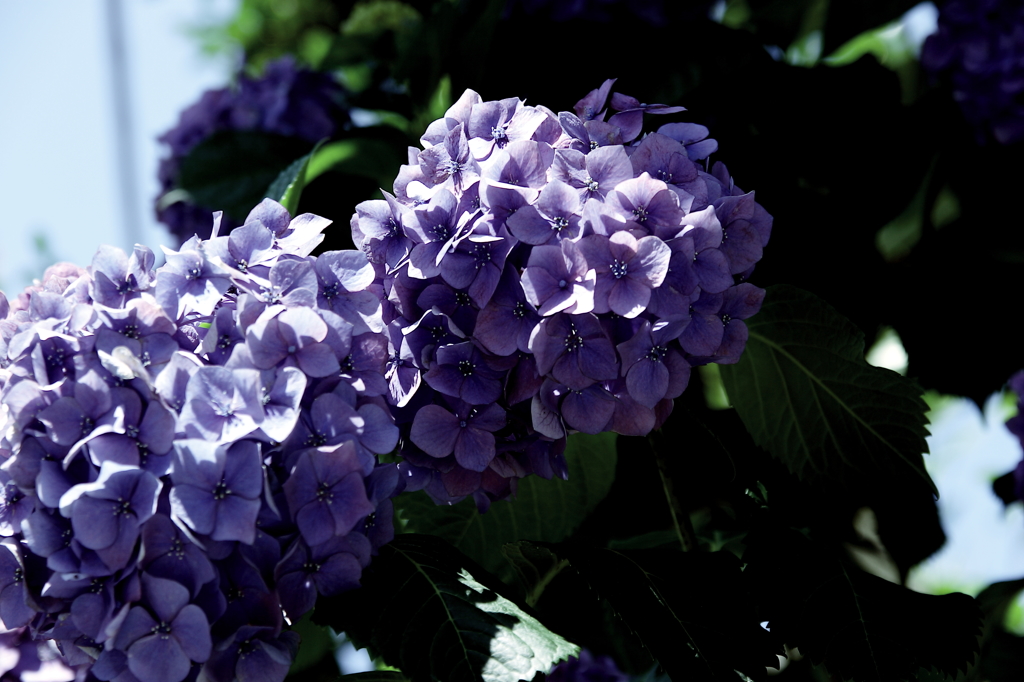 紫陽花