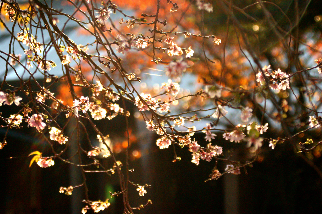 十月桜