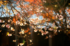 十月桜