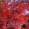 紅葉02