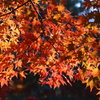 紅葉03