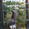 おみくじの行方