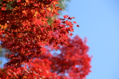 もみじと秋空